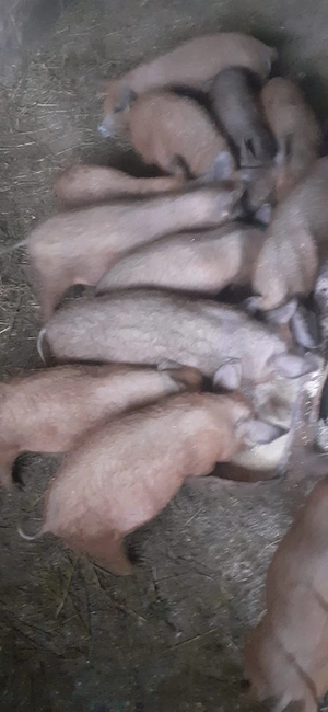 Purcei mangalița 2-3 luni  - imagine 2