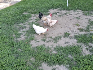 Vand pitice  - imagine 2