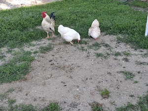 Vand pitice  - imagine 1