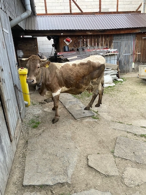 Vaca de vânzare cu vițel nr. tel.   - imagine 3