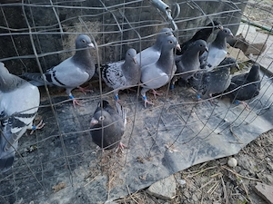 Vând voiajori  - imagine 4