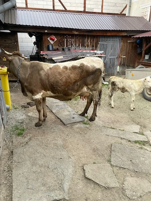 Vaca de vânzare cu vițel nr. tel.   - imagine 5