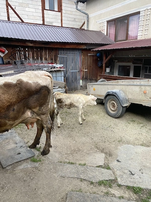 Vaca de vânzare cu vițel nr. tel.   - imagine 4