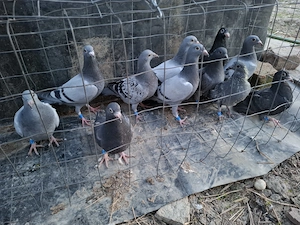 Vând voiajori  - imagine 2