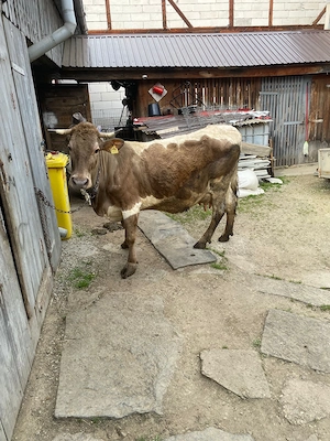 Vaca de vânzare nr. tel. 