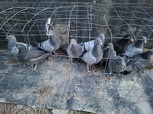 Vând voiajori  - imagine 3