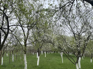 Buzesti(Farcasa), linga Biserica,casa 2 camere, baie, beci , anexe ,20 ari gradina ,pret 68.000 euro - imagine 8