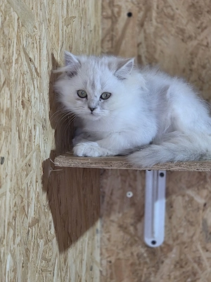 British longhair silver