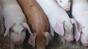 soldanei 360 bucata - imagine 4