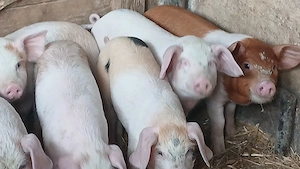 soldanei 360 bucata - imagine 3