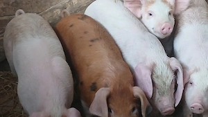 soldanei 360 bucata - imagine 5