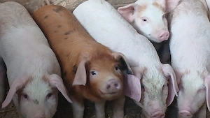 soldanei 360 bucata - imagine 2