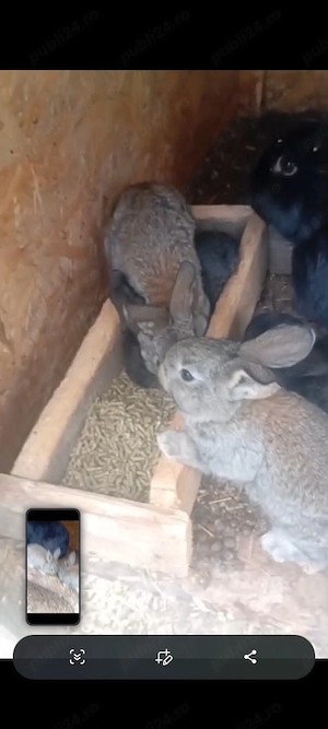 iepuri uriasi german - imagine 2