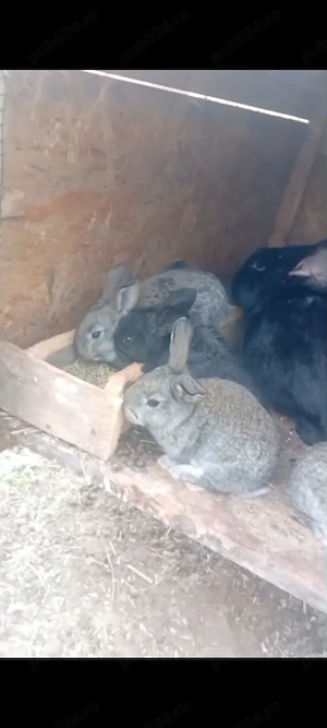 iepuri uriasi german - imagine 3