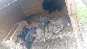 iepuri uriasi german - imagine 5