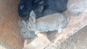 iepuri uriasi german - imagine 4