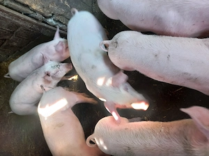 Vand grasunei - imagine 2