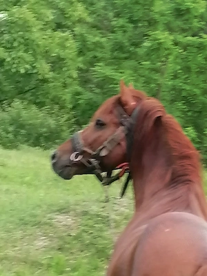 Cal de vânzare  - imagine 3