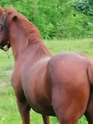 Cal de vânzare  - imagine 2