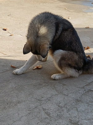 Câini husky siberian  - imagine 5