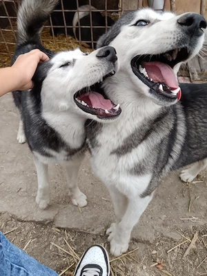 Câini husky siberian  - imagine 4