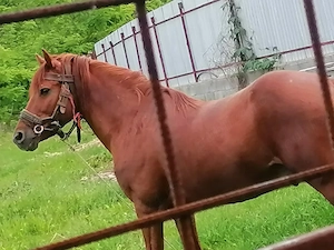 Cal de vânzare  - imagine 5