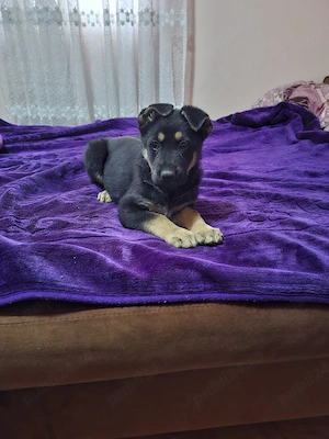 Ciobanesc german 6 saptamani