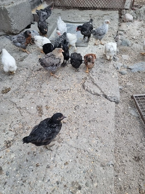 pui de țară crescuti natural. - imagine 3