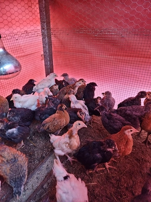 pui de țară crescuti natural.