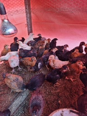 pui de țară crescuti natural. - imagine 2