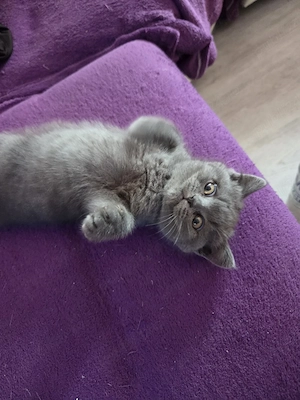 British shorthair blue