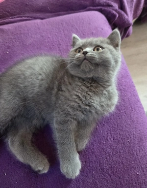 British shorthair 