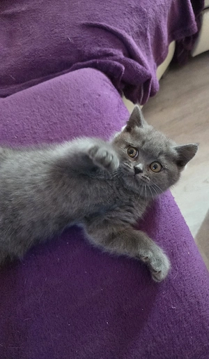 British shorthair blue - imagine 4