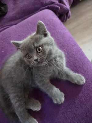 British shorthair blue - imagine 3