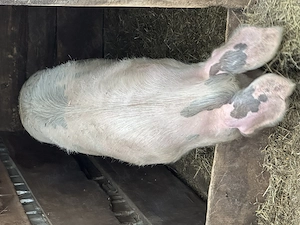 Porc de vânzare! - imagine 4