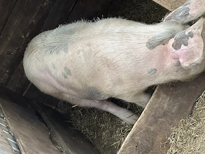 Porc de vânzare! - imagine 2