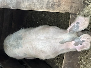 Porc de vânzare! - imagine 5