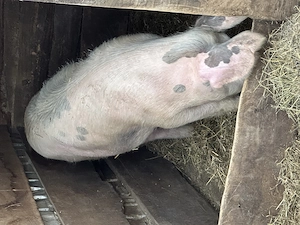 Porc de vânzare! - imagine 3