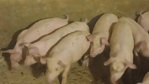 soldani 35 kg rasa pik - imagine 4