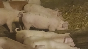 soldani 35 kg rasa pik - imagine 2