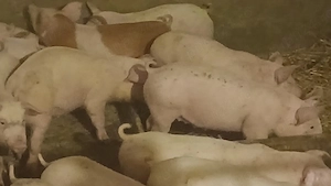 soldani 35 kg rasa pik