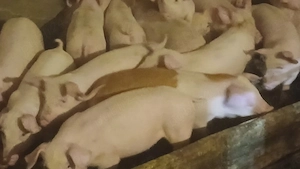 soldani 35 kg rasa pik - imagine 5