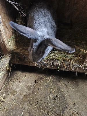 Uriașul german din2025 - imagine 4