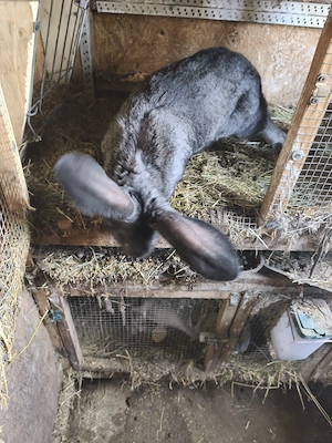 Uriașul german din2025 - imagine 5