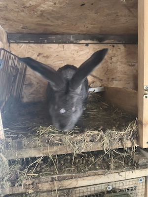 Uriașul german din2025