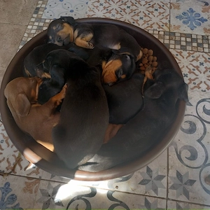 Teckeli negri cu pete maro-foc  - imagine 2