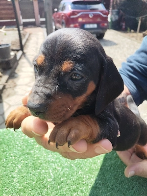 Teckeli negri cu pete maro-foc 