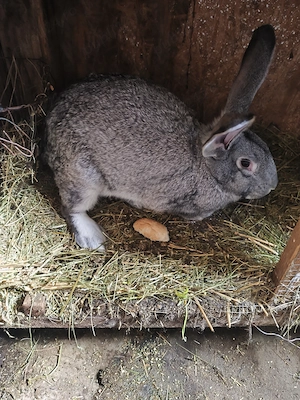 Uriașul german din2025 - imagine 2