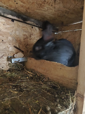 Uriașul german din2025 - imagine 3