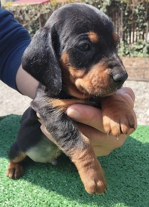 Teckeli negri cu pete maro-foc  - imagine 3